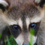 Flora!! Creative WordPress Theme